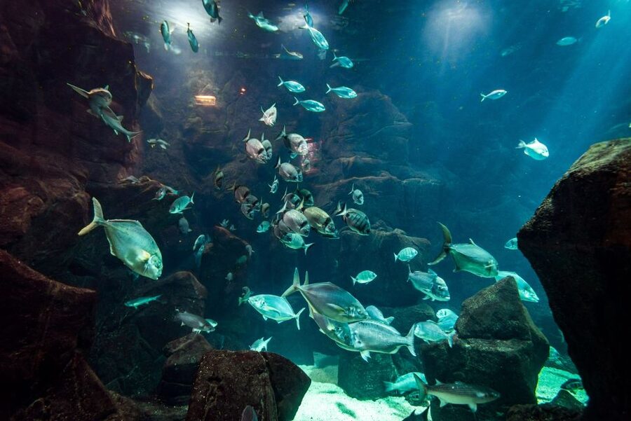 Porto Moniz: Diving with Sharks and Rays in Madeira Aquarium - Entering the main tank with sharks and rays