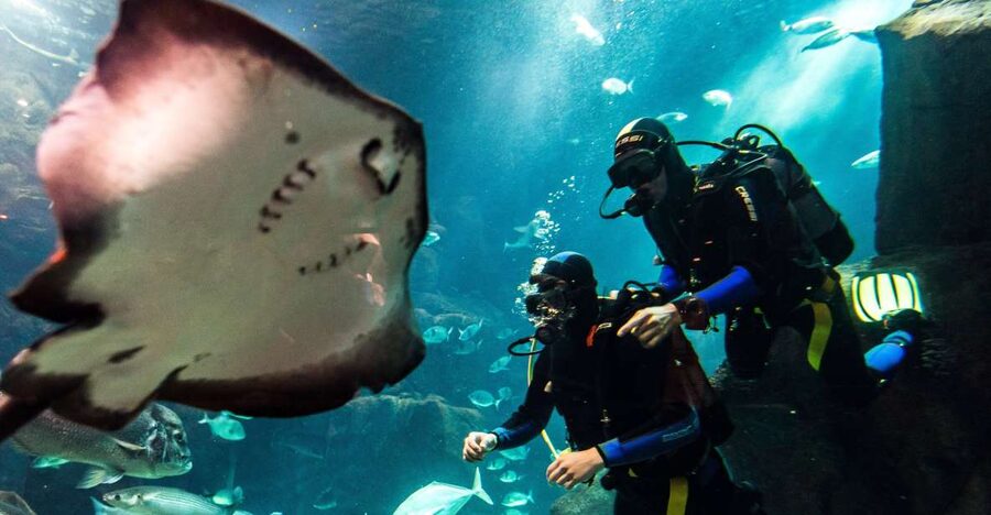 Porto Moniz: Diving with Sharks and Rays in Madeira Aquarium - Learning the equipment before entering the aquarium