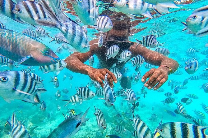 Private Mnemba Island and Turtle Aquarium Tour - Snorkeling with a guide, not just beside one