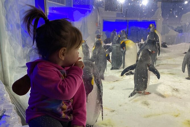 Private Tour: Auckland City, Aquarium, Sky Tower, Mt Eden & Wētā - Mt Victoria and the North Shore