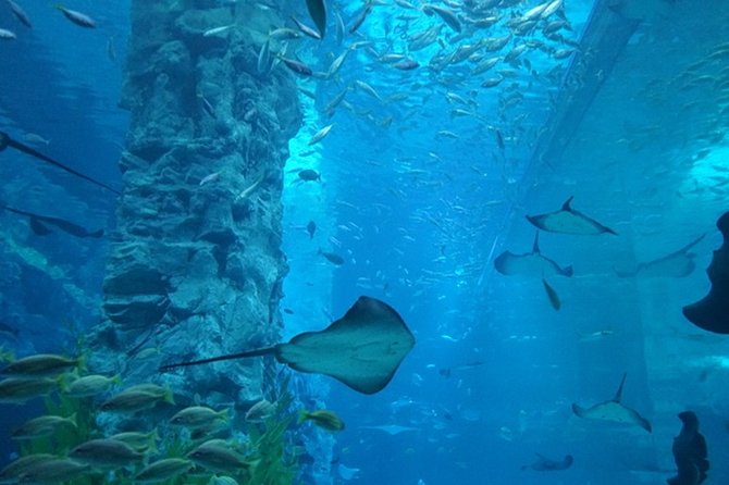 Private Tour to Lotte Tower, Aquarium and Lotte world Theme park - Lotte Aquarium and its 13 ocean zones