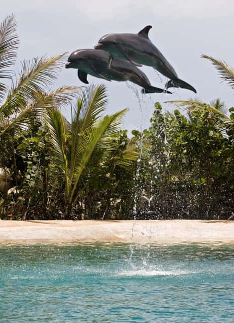 Puerto Plata: Dolphin Encounter at Ocean World - What to bring and what to leave behind