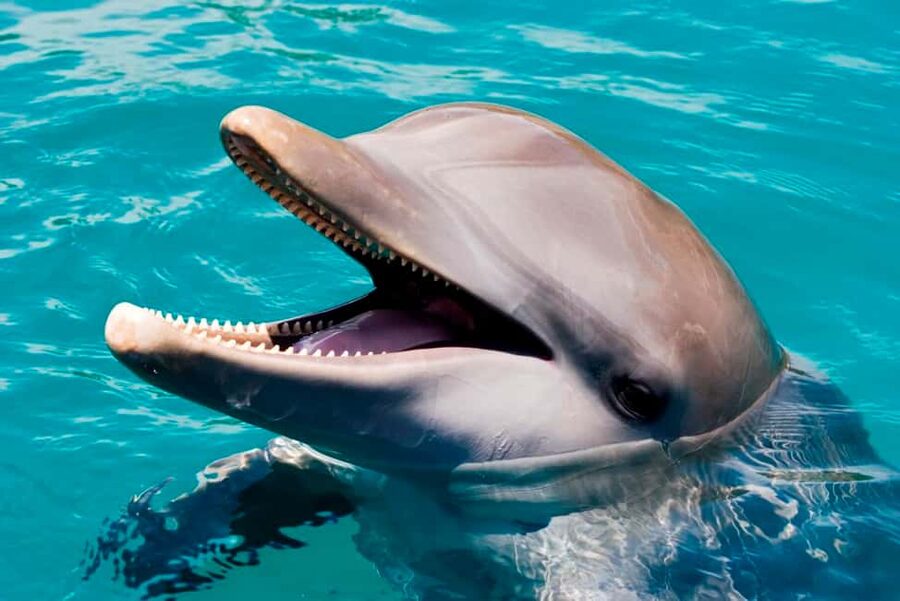 Puerto Plata: Ocean World Adventure Park Day Pass - Getting from your hotel to the park