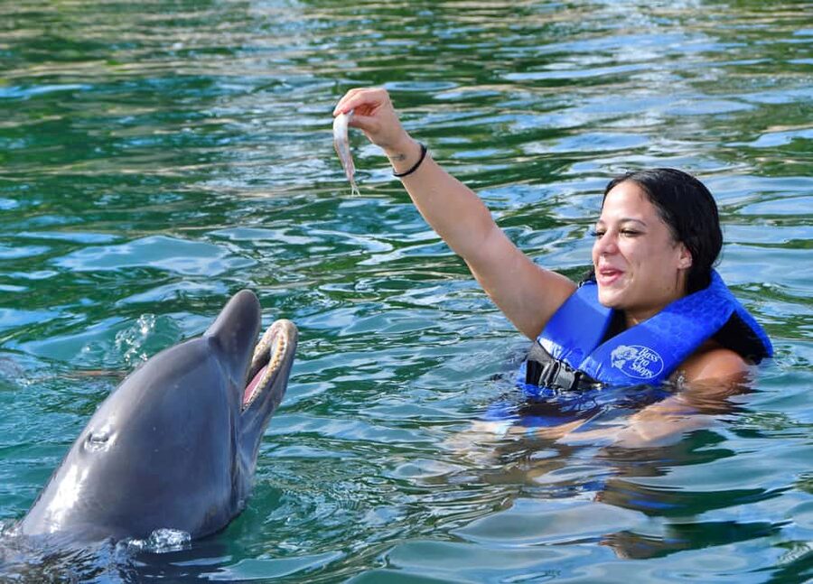 Puerto Plata Ocean World Dolphin Swim - The dolphin encounter is the reason to book