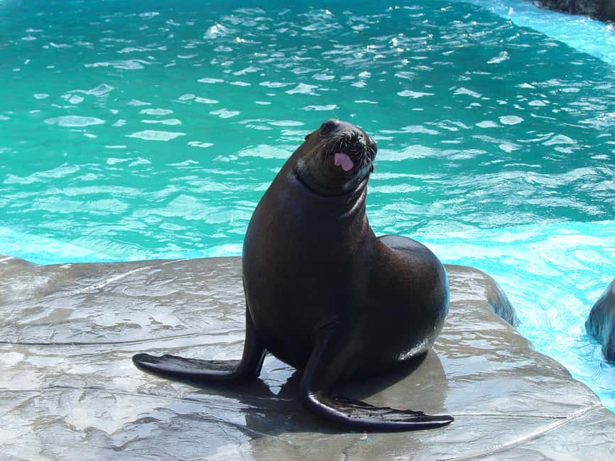 Puerto Plata Ocean World Tickets - Snorkeling in the Tropical Reef Aquarium