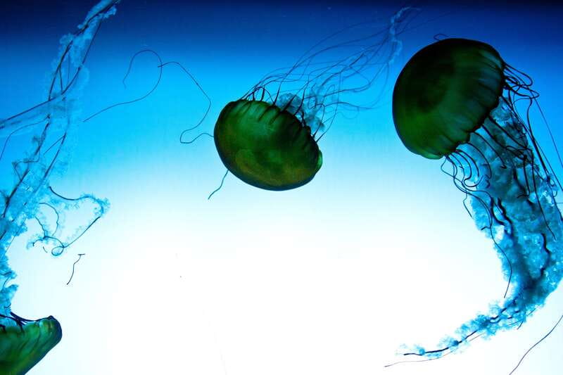 Quebec: Aquarium du Quebec Entry Ticket - Jellyfish and seahorses reward a slower look