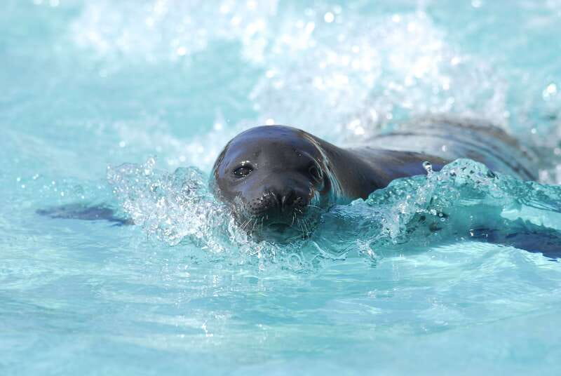 Quebec: Aquarium du Quebec Entry Ticket - The stingray touch pool is a family favorite