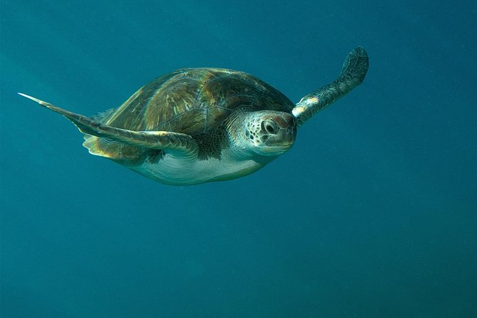 RECREATIONAL DIVE (certified divers only) : Explore Canarian Sealife - Why the flexible site choice matters