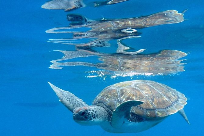 RECREATIONAL DIVE (certified divers only) : Explore Canarian Sealife - No fixed time underwater, with sensible limits