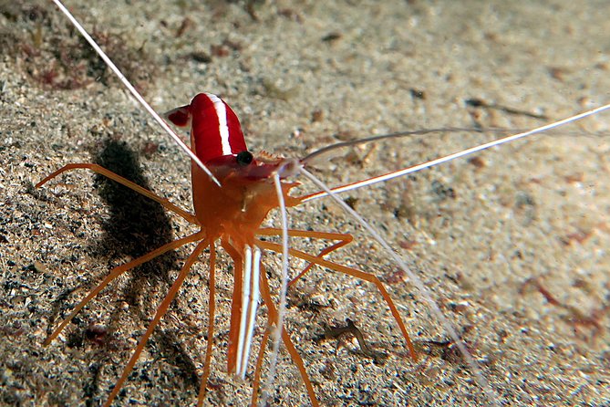 RECREATIONAL DIVE (certified divers only) : Explore Canarian Sealife - What is included for the $114.93 price