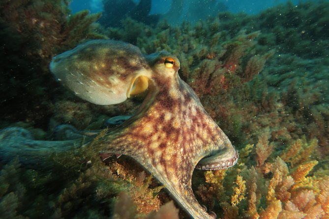 RECREATIONAL DIVE (certified divers only) : Explore Canarian Sealife - Meeting at Las Galletas