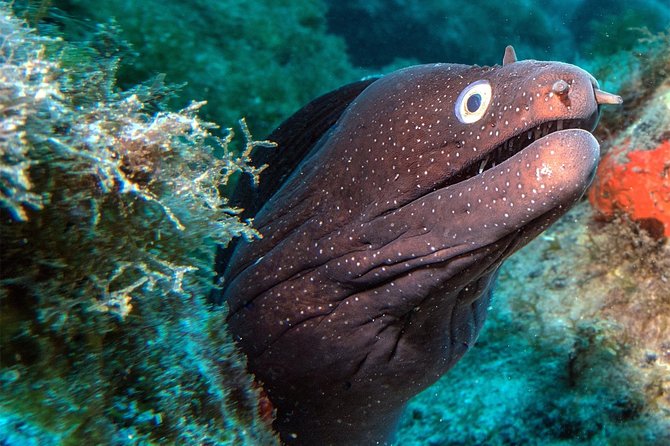 RECREATIONAL DIVE (certified divers only) : Explore Canarian Sealife - What you may see below the surface