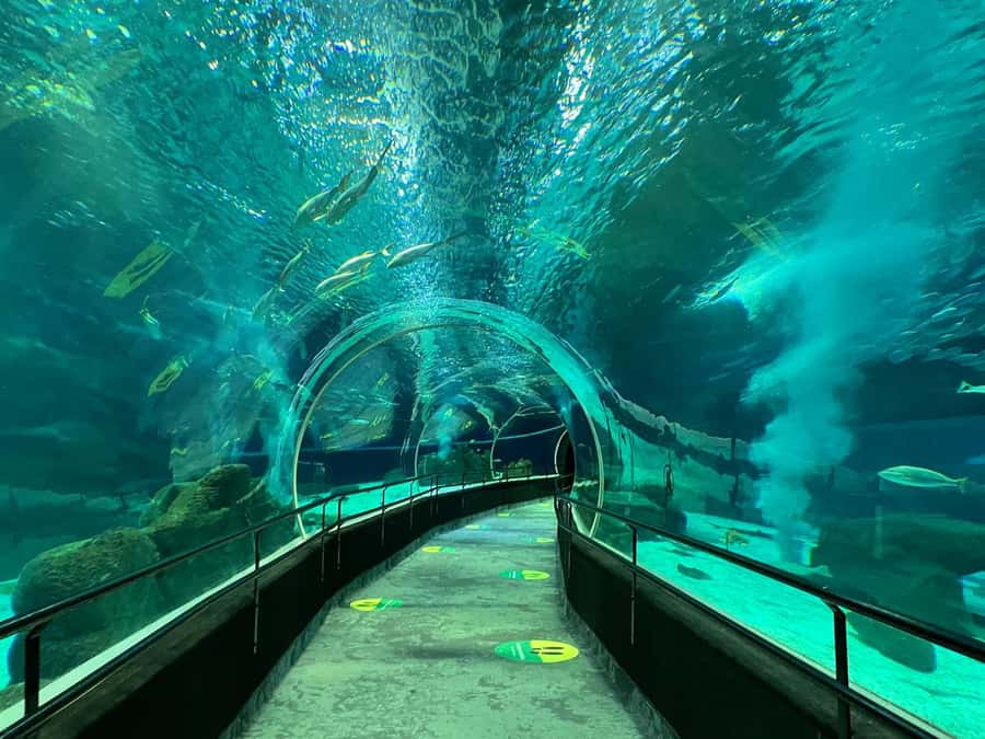 Rio de Janeiro: Marine Aquarium Entry Tickets - Key points to know before you book