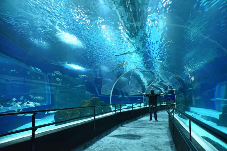 Rio de Janeiro: Marine Aquarium Entry Tickets - AquaRio gives you a useful break from Rio’s heat and rain