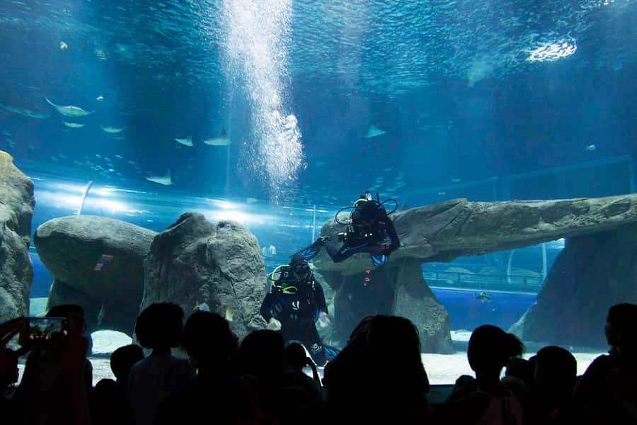 Rio de Janeiro: Marine Aquarium Entry Tickets - Boulevard Olímpico turns one ticket into a longer outing
