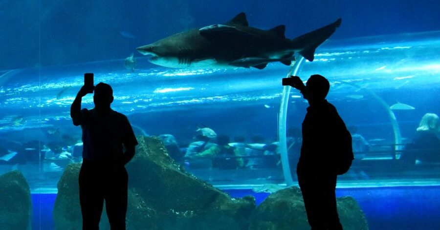Rio de Janeiro: Marine Aquarium Entry Tickets - Is $34 a fair price for AquaRio?