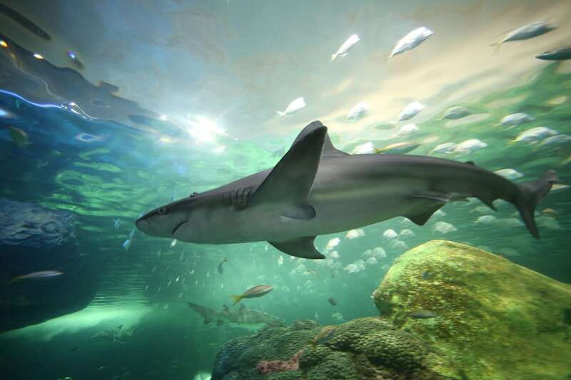 Ripley's Aquarium: Sharks After Dark Entry (After 5PM) - Key points to know before you go