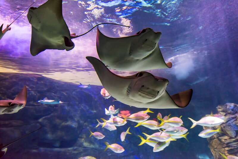 Ripley's Aquarium: Sharks After Dark Entry (After 5PM) - Why an evening aquarium visit works so well
