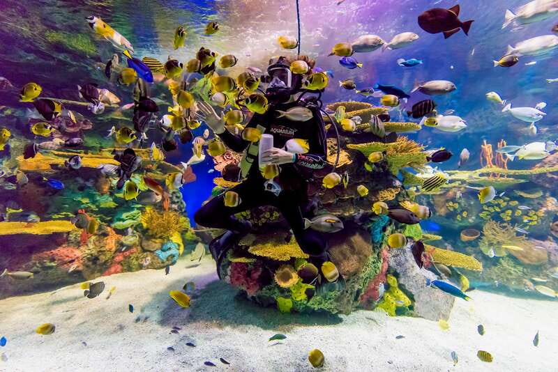 Ripley's Aquarium: Sharks After Dark Entry (After 5PM) - The jellyfish galleries offer the quietest pause