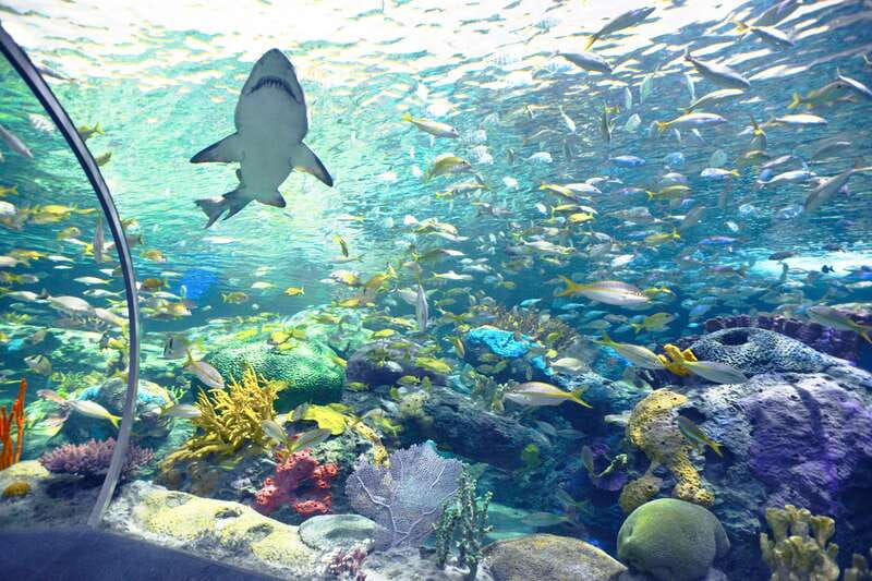 Ripley's Aquarium: Sharks After Dark Entry (After 5PM) - Stingray touch pools bring the animals closer