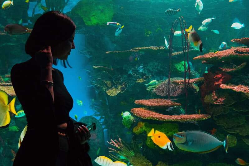Ripley's Aquarium: Sharks After Dark Entry (After 5PM) - Jazz Fridays change the mood