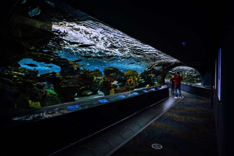 Ripley's Aquarium: Sharks After Dark Entry (After 5PM) - How long should you allow?