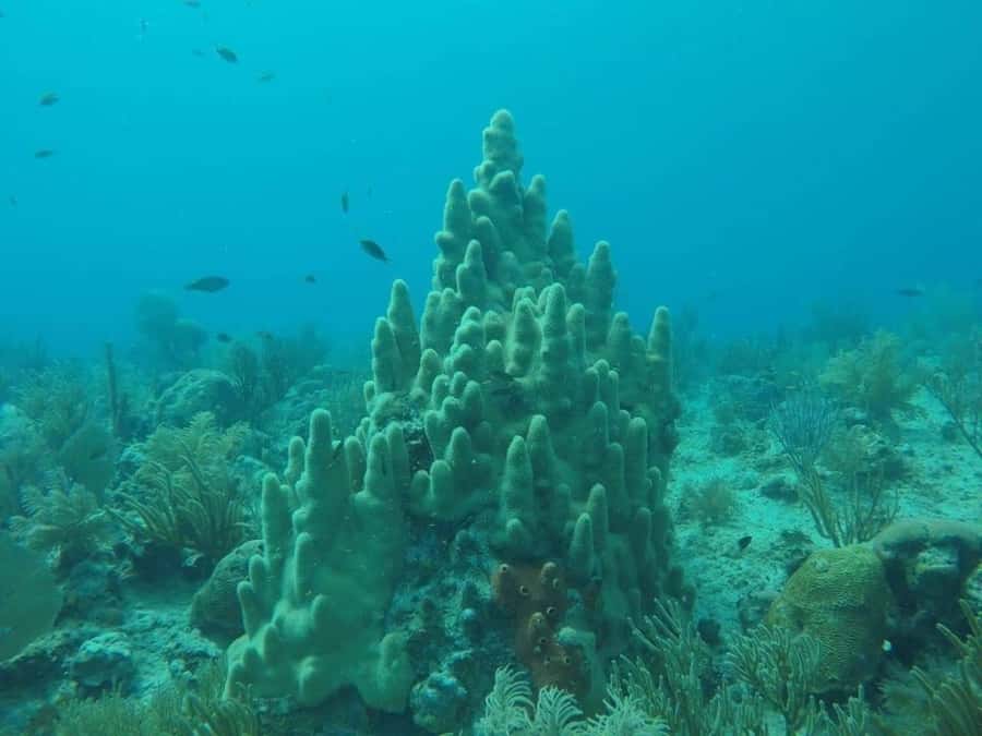 San Andres: Transfer by Boat + Natural Aquarium - What the Natural Aquarium really is