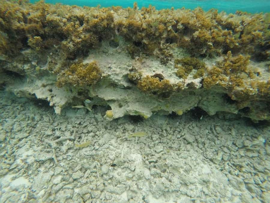 San Andres: Transfer by Boat + Natural Aquarium - Spending your half-day at the Aquarium