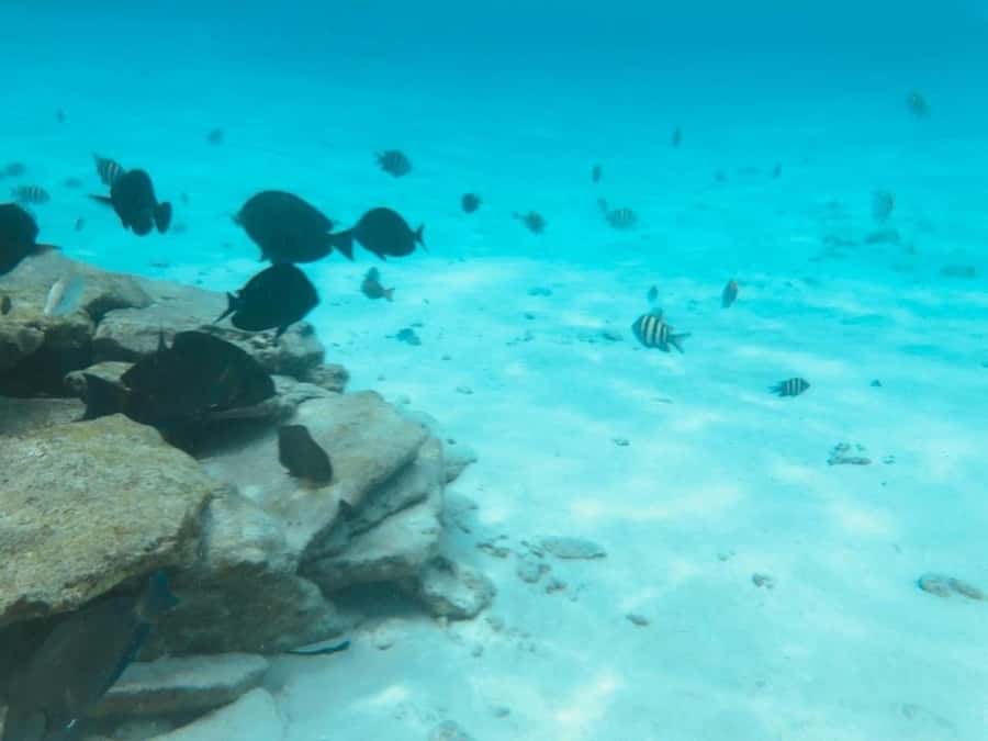 San Andres: Transfer by Boat + Natural Aquarium - Spanish service and communication tips