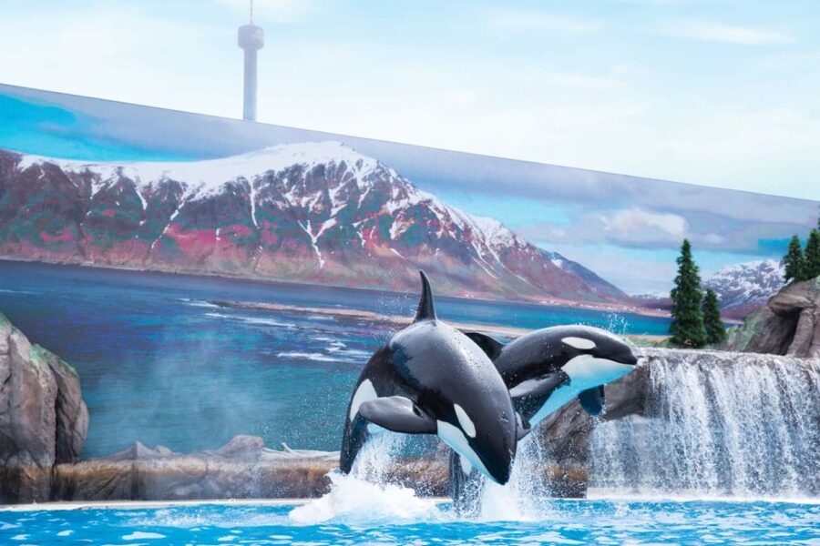 San Antonio: SeaWorld Skip-the-Line Park Admission Ticket - Roller coasters for a sharper change of pace
