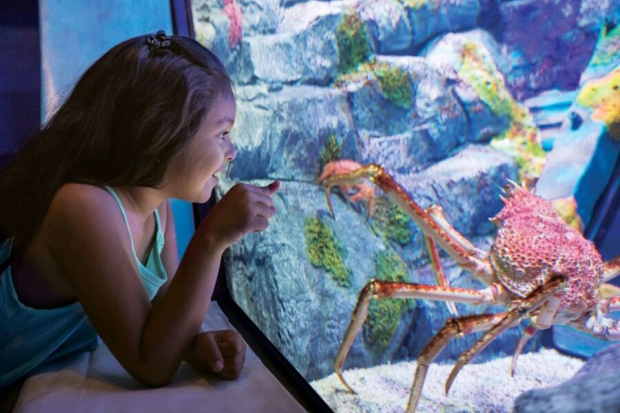 San Antonio: SeaWorld Skip-the-Line Park Admission Ticket - What the $54 price really buys you