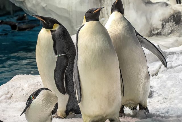 San Diego: SeaWorld Skip-the-Line Park Admission Ticket - Key points to know before you go