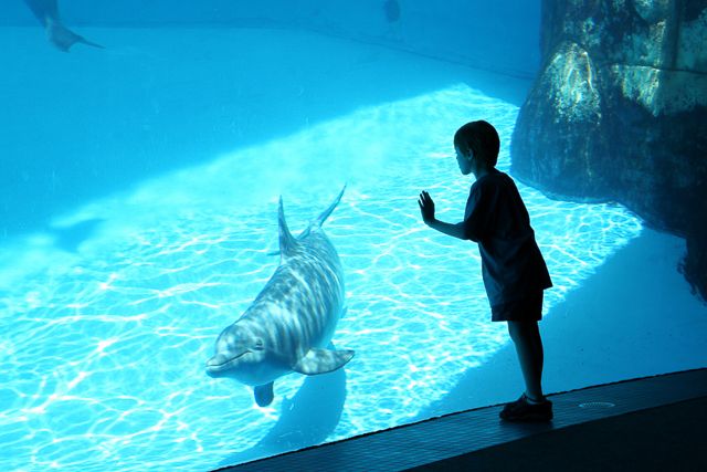 San Diego: SeaWorld Skip-the-Line Park Admission Ticket - FAQ