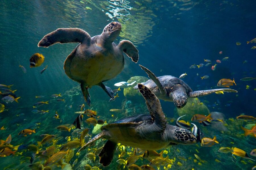 San Diego: SeaWorld Skip-the-Line Park Admission Ticket - Sesame Street Bay of Play for younger children