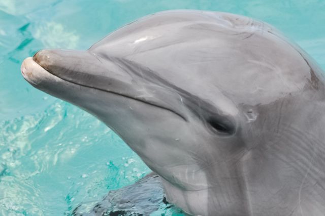 San Diego: SeaWorld Skip-the-Line Park Admission Ticket - Practical planning for a smoother visit