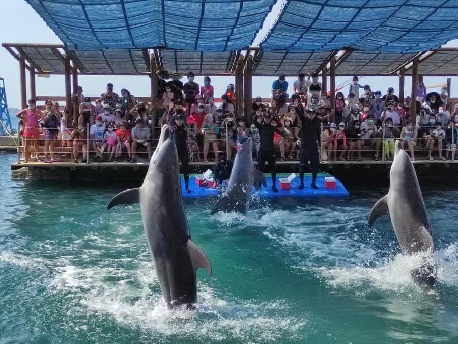 SANTAMARTA: TOUR Combo boat taxi, aquarium, lunch, and white sand beach - A six-hour Caribbean day from El Rodadero