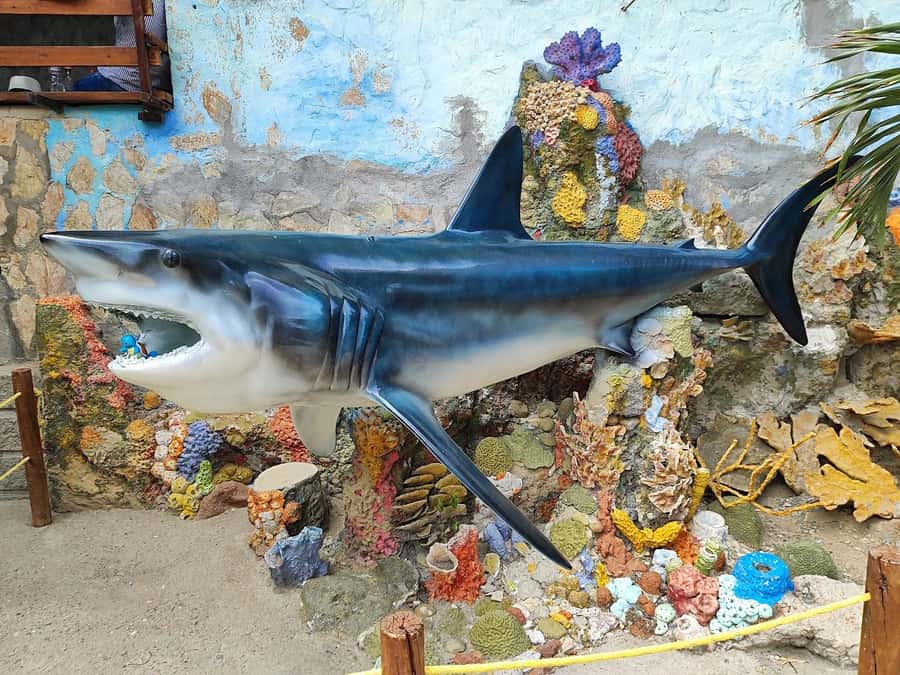 SANTAMARTA: TOUR Combo boat taxi, aquarium, lunch, and white sand beach - The flexible boat return