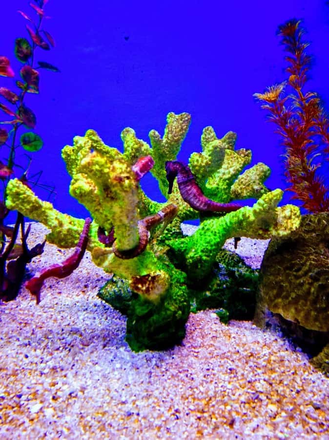 SANTAMARTA: TOUR Combo boat taxi, aquarium, lunch, and white sand beach - A self-guided format with Spanish support