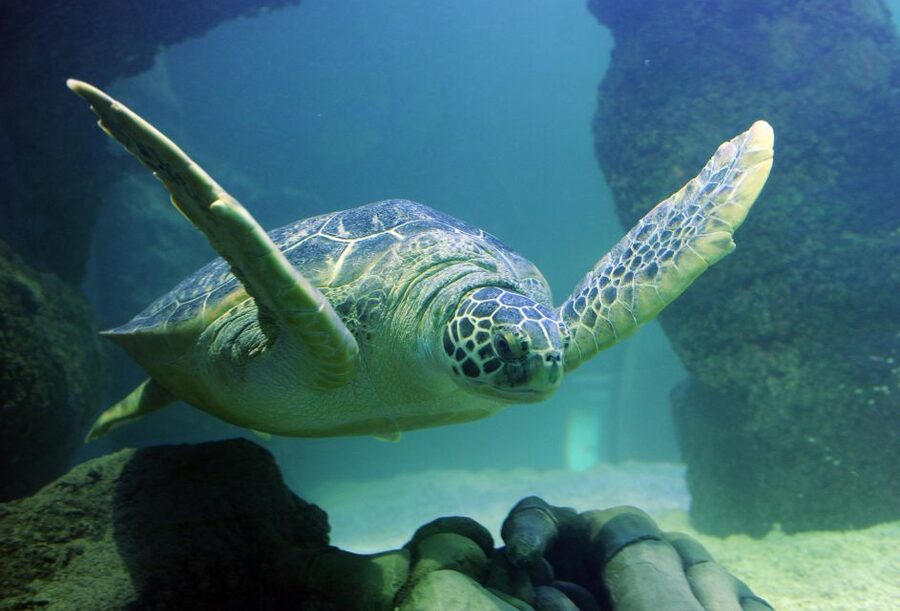 Scheveningen, The Hague: Sea Life Entry Ticket - Feeding sessions add a reason to check the schedule