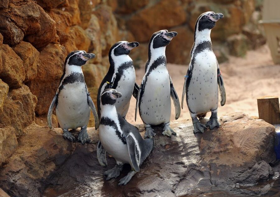 Scheveningen, The Hague: Sea Life Entry Ticket - Accessibility and simple practical details