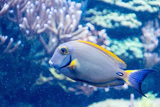 SEA LIFE Aquarium Grapevine Admission Ticket - Is the $20.58 ticket good value?