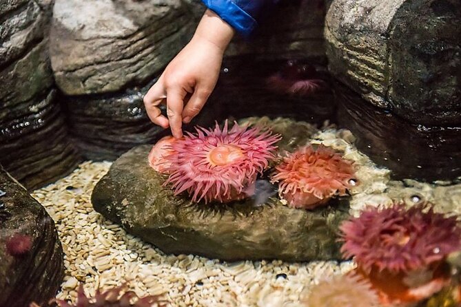 SEA LIFE Aquarium Minnesota Admission Ticket at Mall of America - The first tanks: tropical fish, seahorses, and reef color