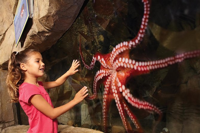 SEA LIFE Aquarium San Antonio Admission Ticket - How the LEGOLAND upgrade changes the day
