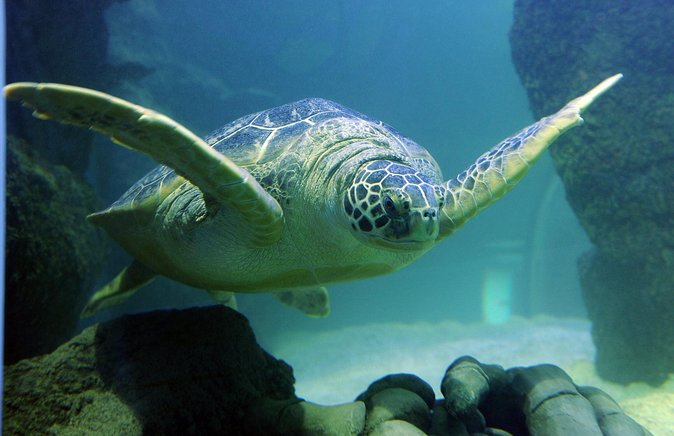 SEA LIFE Aquarium San Antonio Admission Ticket - Timing, comfort, and practical details
