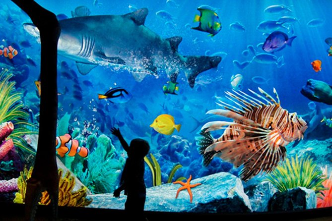 Sea Life Bangkok Ocean World Tickets - Key points to know before you go