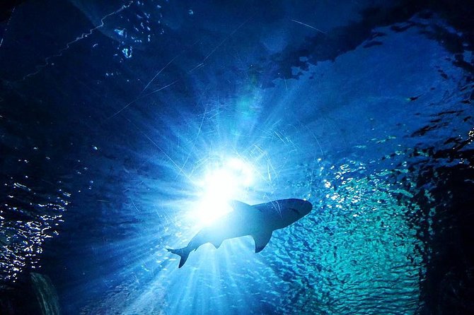 Sea Life Bangkok Ocean World Tickets - Sharks, rays, penguins, and reptiles