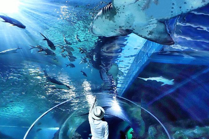 Sea Life Bangkok Ocean World Tickets - The 4D movie is optional, not essential