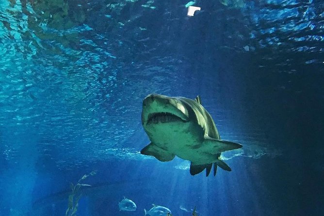 Sea Life Bangkok Ocean World Tickets - Start with the seven zones
