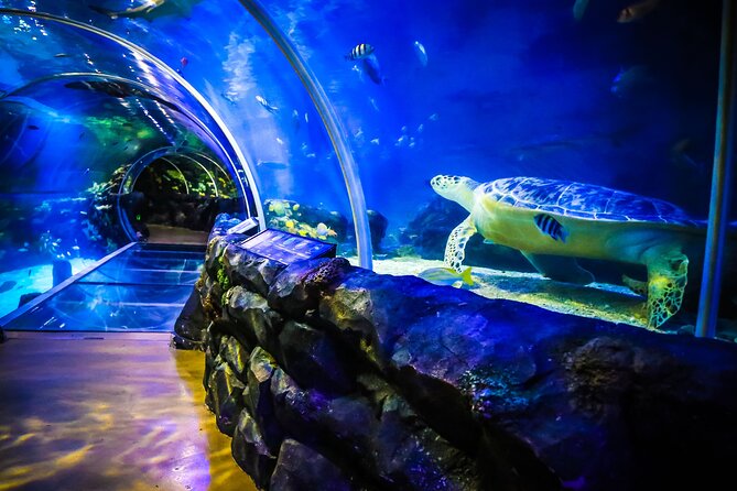SEA LIFE Birmingham Admission Ticket - A closer look at the family appeal