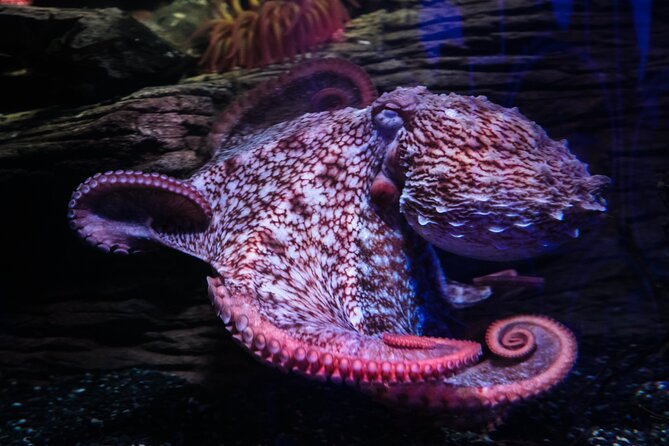 SEA LIFE Birmingham Admission Ticket - Timing your visit in Birmingham